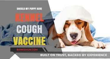Should Your Puppy Get the Kennel Cough Vaccine? Key Insights