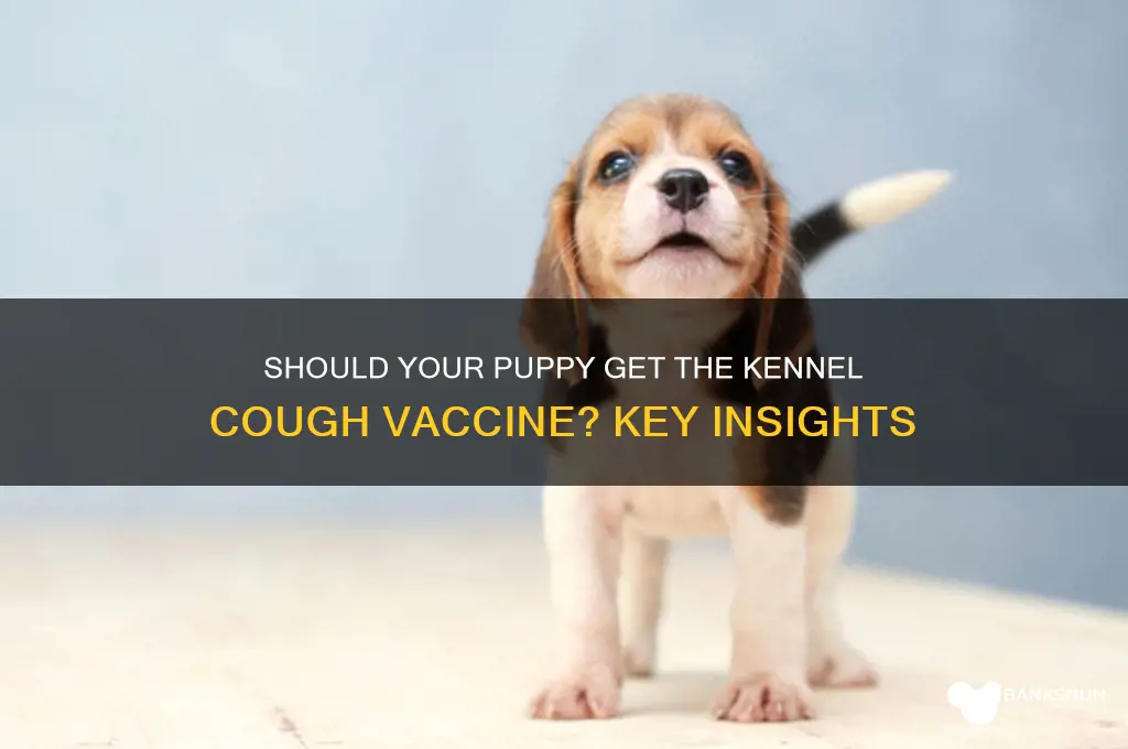 should my puppy have kennel cough vaccine