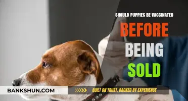 Vaccinating Puppies Before Sale: Essential Health Precaution or Optional Step?