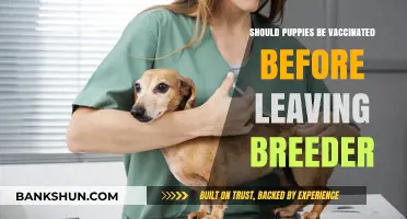 Puppy Vaccinations: Essential Precautions Before Leaving the Breeder