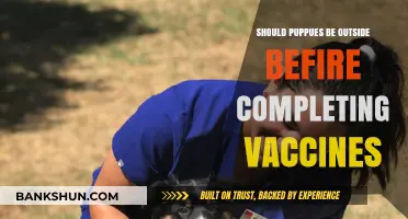 Puppy Safety: Should They Go Outside Before Completing Vaccines?