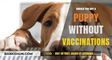 Unvaccinated Puppies: Risks, Responsibilities, and Ethical Considerations Before Buying