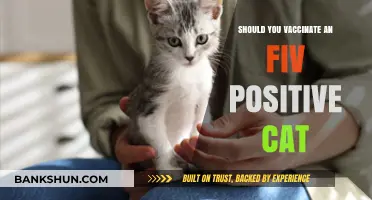 Vaccinating FIV-Positive Cats: Benefits, Risks, and Expert Recommendations