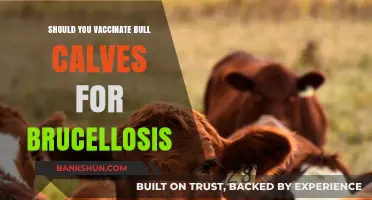 Vaccinating Bull Calves for Brucellosis: Benefits, Risks, and Best Practices