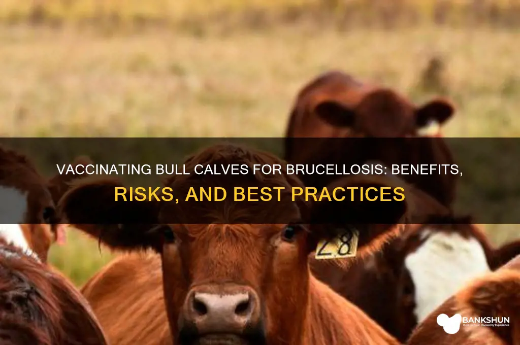 should you vaccinate bull calves for brucellosis