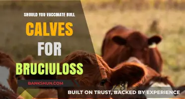Vaccinating Bull Calves for Brucellosis: Benefits, Risks, and Best Practices