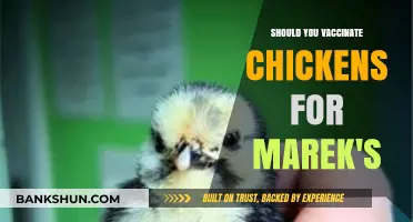 Should You Vaccinate Chickens for Marek's Disease? Pros and Cons