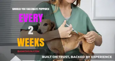 Puppy Vaccination Schedule: Is Every 2 Weeks Necessary or Overkill?