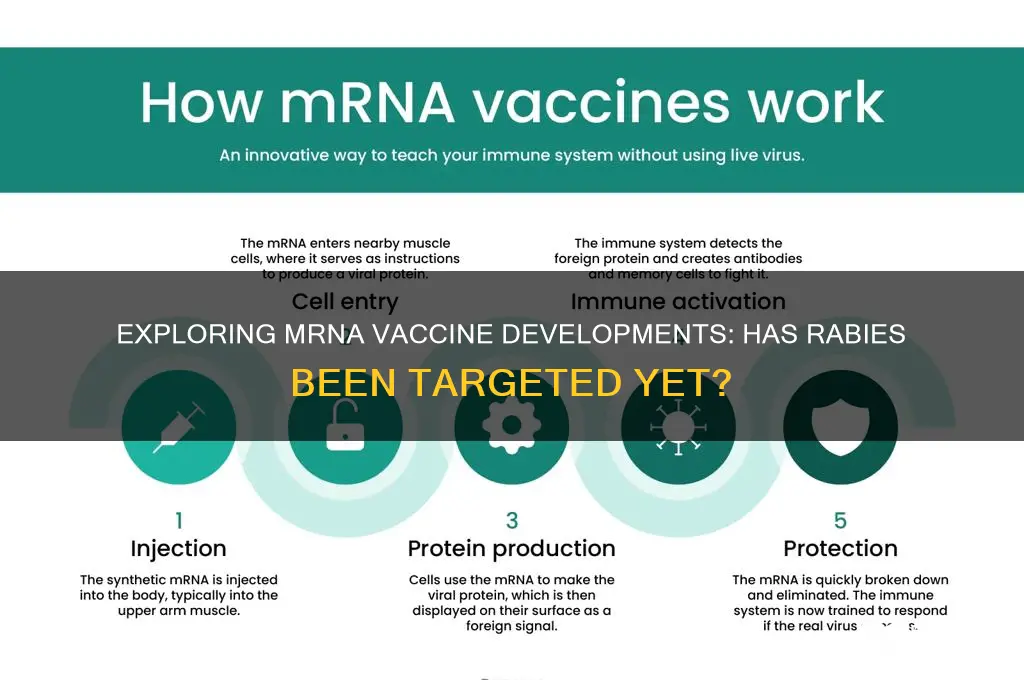 was there an mrna vaccine for rabies