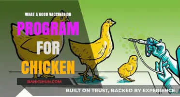 Effective Chicken Vaccination: A Comprehensive Guide to Healthy Flocks