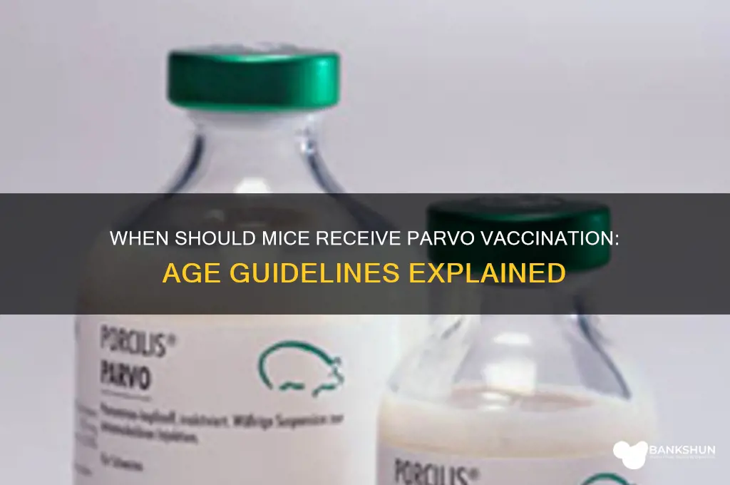 what age are mice vaccinated for parvo