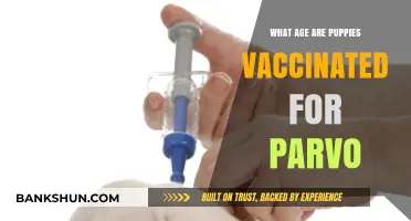 When to Vaccinate Puppies Against Parvo: Essential Age Guidelines