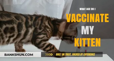 When to Vaccinate Your Kitten: A Complete Age Guide