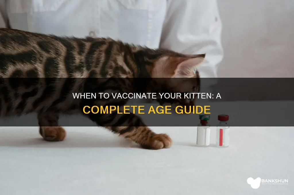 what age do i vaccinate my kitten