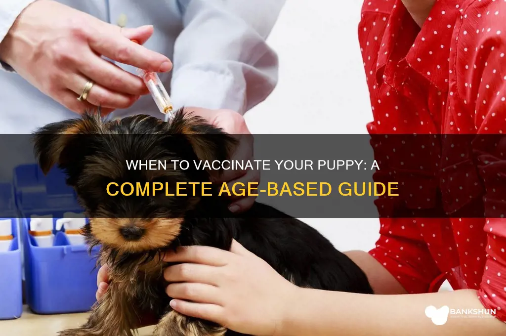 what age do i vaccinate my puppy