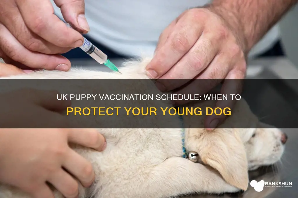 what age do puppies have vaccinations uk