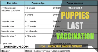 When is Your Puppy’s Final Vaccination? Age Guide for Pet Owners