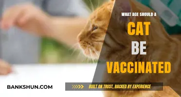When to Vaccinate Your Cat: Essential Age Guidelines for Pet Owners