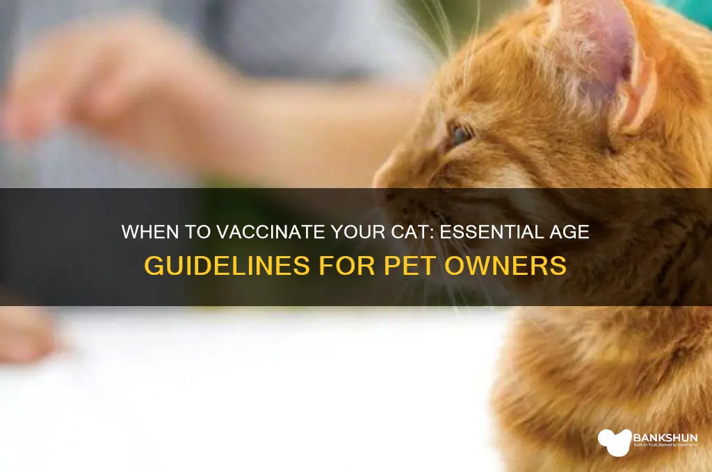 what age should a cat be vaccinated