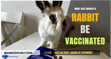 When to Vaccinate Your Rabbit: Essential Age Guidelines for Owners