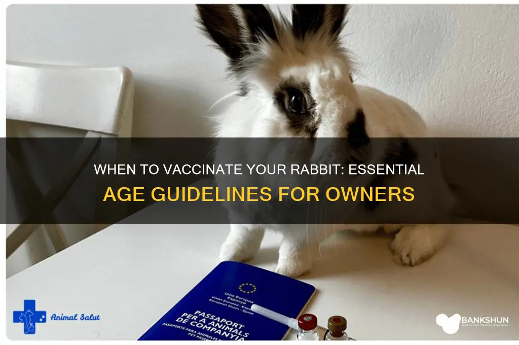 what age should a rabbit be vaccinated
