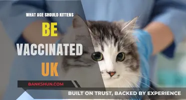 When to Vaccinate Kittens in the UK: A Complete Guide