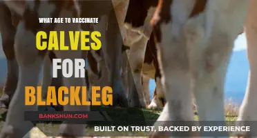 Optimal Calf Vaccination Age for Blackleg Prevention: Expert Guidelines