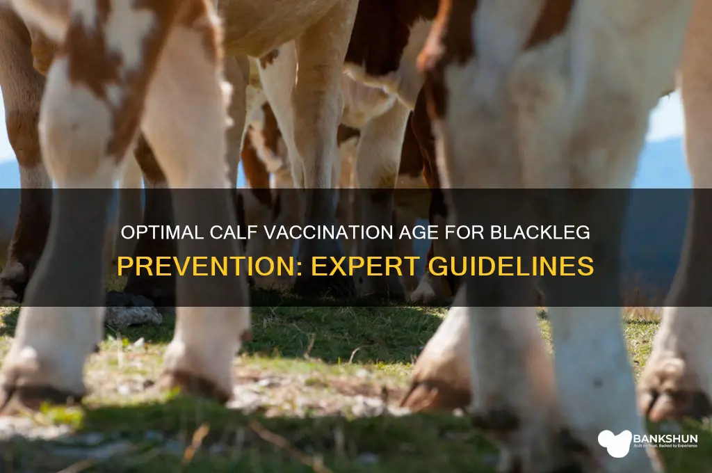 what age to vaccinate calves for blackleg