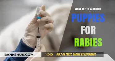 When to Vaccinate Puppies for Rabies: A Complete Age Guide