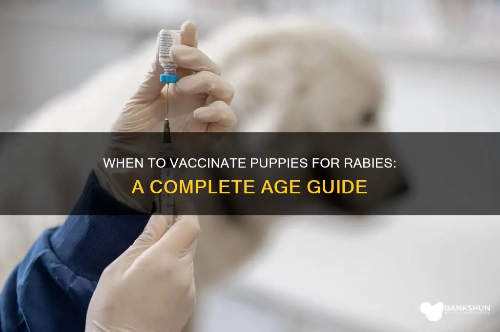 what age to vaccinate puppies for rabies