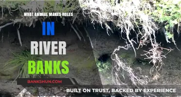 Uncovering the Mystery: Which Animal Burrows into River Banks?
