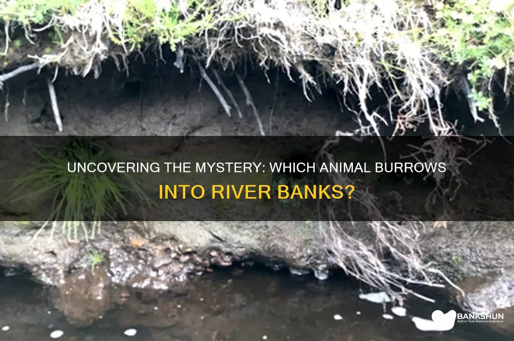 what animal makes holes in river banks