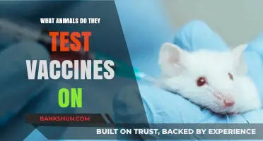Unveiling Vaccine Testing: Animals Used in Medical Research