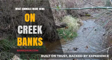 Creekside Dens: Exploring Animals That Burrow Along Waterways