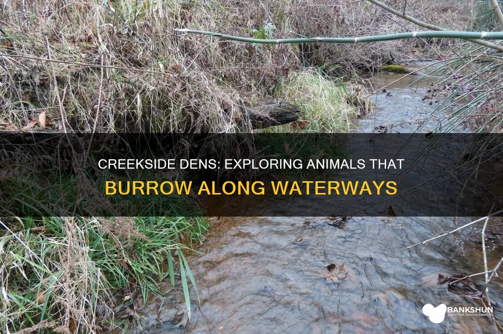 what animals make dens on creek banks