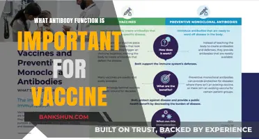 Understanding Antibody Roles: Key to Effective Vaccine Functionality