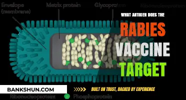 Rabies Vaccine Targets Glycoprotein Antigen for Effective Immunity