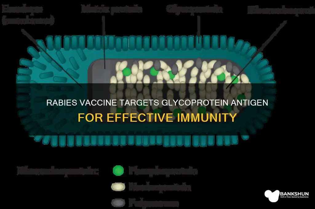 what antigen does the rabies vaccine target