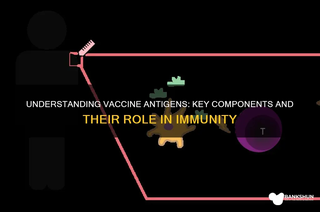 what antigens might be in a vaccine
