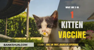 Understanding the Essential 3-in-1 Kitten Vaccine for Feline Health