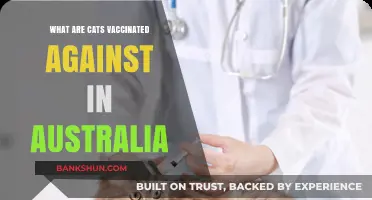 Essential Cat Vaccinations in Australia: Protecting Your Feline Friend