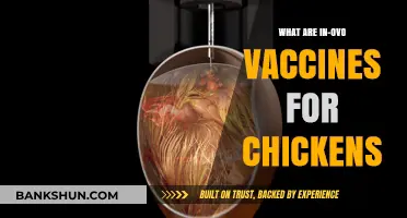 In-Ovo Vaccines: Revolutionizing Chicken Health and Farm Efficiency