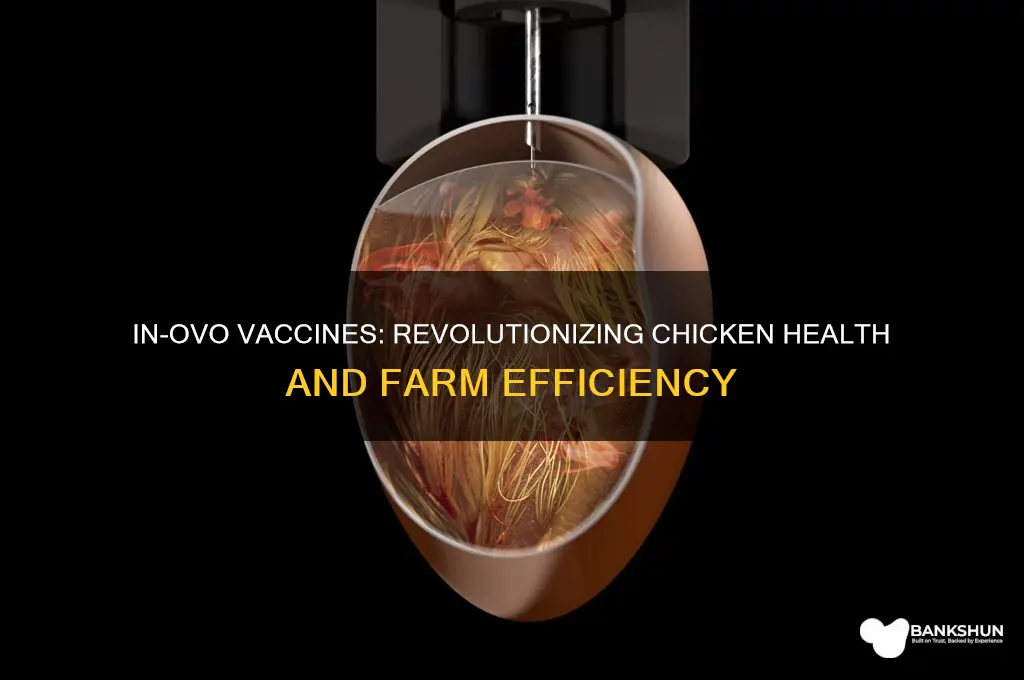 what are in-ovo vaccines for chickens