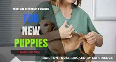 Essential Puppy Vaccines: Protecting Your New Furry Friend's Health