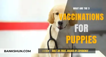 Essential Puppy Vaccinations: 3 Key Shots for a Healthy Start