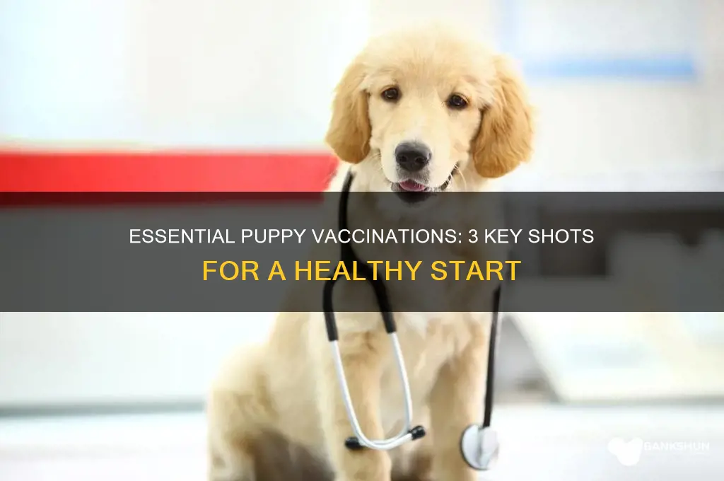 what are the 3 vaccinations for puppies