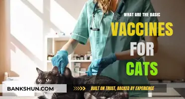 Essential Cat Vaccines: Protecting Your Feline's Health and Well-being