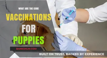 Essential Puppy Vaccinations: Core Shots for Your New Furry Friend