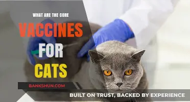 Essential Cat Vaccines: Core Immunizations for Feline Health Protection