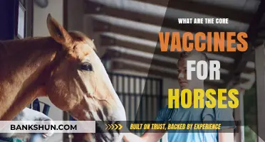 Essential Horse Vaccines: Core Immunizations for Equine Health Protection
